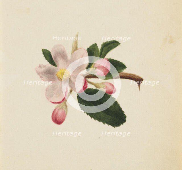 (Untitled--Flower Study), ca. 1876. Creator: Mary Vaux Walcott.