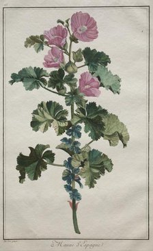 Recueil de vingtquatre plantes et fleurs: Mallow, after 1772. Creator: de Seve (French).