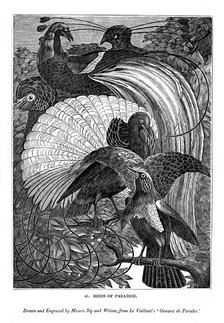 Birds of Paradise, c1770-1820 (1843). Artist: Messrs Sly and Wilson