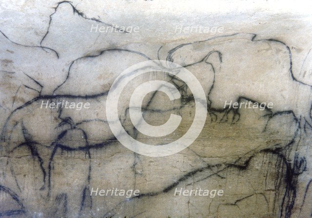 Chapel of mammoths (Pech-Merle Cave): black horse and bisons, they have been represented by the p…