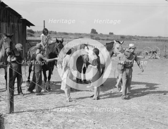 Chris Adolf, his team, and six of his..., near Wapato, Yakima Valley, Washington, 1939. Creator: Dorothea Lange.