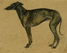 A greyhound in profile, c1814-1830. Creator: John Frederick Lewis.