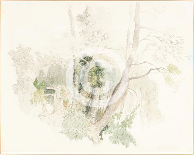 Trees at Beddington, possibly c. 1805. Creator: Robert Hills.