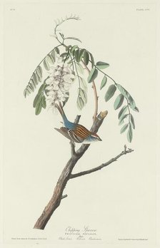 Chipping Sparrow, 1831. Creator: Robert Havell.