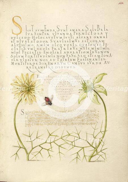 Black Cumins and Insect, 1561-1562; illumination added 1591-1596. Creator: Joris Hoefnagel.