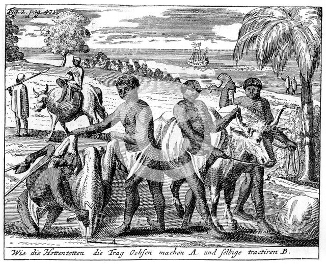 Khoikhois breaking-in oxen, South Africa, 18th century (1931). Artist: Unknown