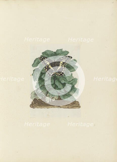 Papilio demodocus (Citrus or Christmas butterfly) on an unidentified plant, 1777-1786. Creator: Robert Jacob Gordon.