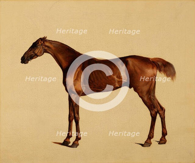Pangloss, about 1762. Creator: George Stubbs.