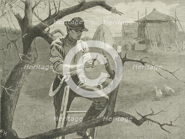 Spring Farm Work - Grafting, 1870. Creator: Unknown.