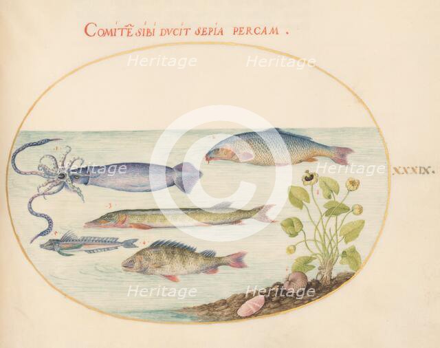 Animalia Aqvatilia et Cochiliata (Aqva): Plate XXXIX, c. 1575/1580. Creator: Joris Hoefnagel.