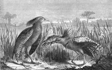 'The Kagou (Rhinochaetus jubatus); Some Account of New Caledonia', 1875. Creator: Unknown.