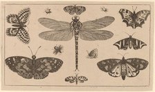 Dragonfly, Ladybirds, and Butterflies. Creator: Wenceslaus Hollar.