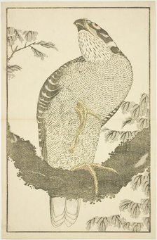 Hawk, from The Picture Book of Realistic Paintings of Hokusai (Hokusai shashin gafu), Japan, c.1814. Creator: Hokusai.