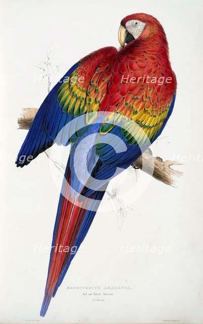 Red and Yellow Macaw (Macrocercus aracanga), pub. 1832. Creator: Edward Lear (1818-1888).