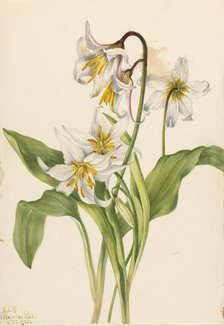 Avalanche Lily (Erythronium montanum), 1925. Creator: Mary Vaux Walcott.