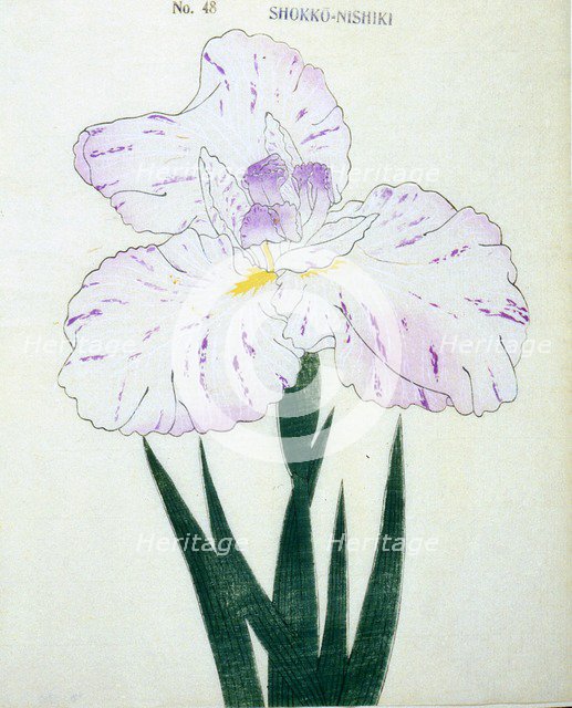 Shokko-Nishiki, No. 48.