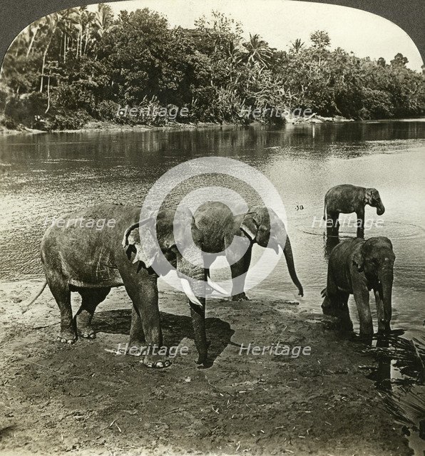 Elephants, Sri Lanka (Ceylon).Artist: Underwood & Underwood