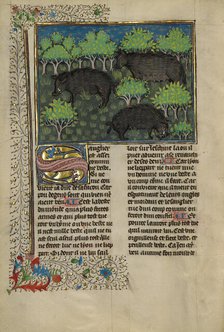 Wild Boars; Livre de la Chasse, about 1430-1440. Creator: Unknown.