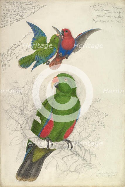 Eclectus Roratus Polychloros, ca. 1830-32. Creator: Edward Lear.