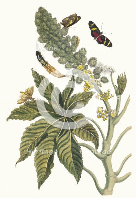 Palma Christi. From the Book Metamorphosis insectorum Surinamensium, 1705. Creator: Merian, Maria Sibylla (1647-1717).
