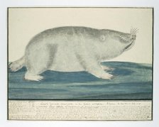 Bathyergus suillus (Cape dune mole-rat), 1778. Creator: Robert Jacob Gordon.