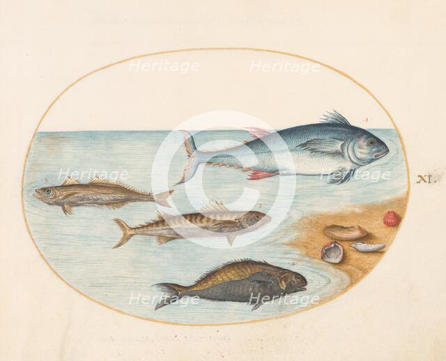 Animalia Aqvatilia et Cochiliata (Aqva): Plate XI, c. 1575/1580. Creator: Joris Hoefnagel.