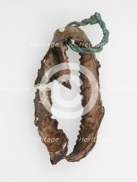 Shell with wire ring, Frankish, 6th-7th century. Creator: Unknown.