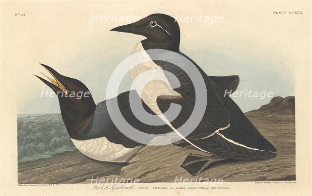 Foolish Guillemot, 1834. Creator: Robert Havell.