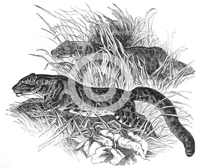 Clouded Tigers, in the Zoological Society's Gardens, Regent's-Park, 1854. Creator: Unknown.