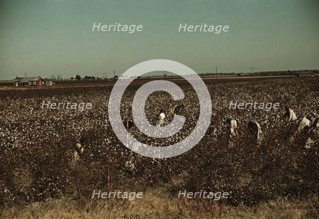 Day laborers picking cotton near Clarksdale, Miss., 1939. Creator: Marion Post Wolcott.