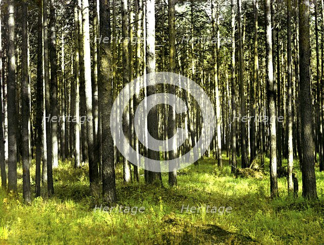 In the forest, 1912. Creator: Sergey Mikhaylovich Prokudin-Gorsky.