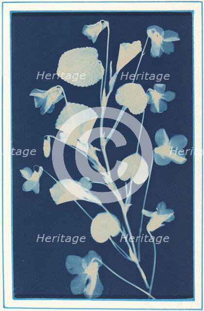 Untitled, c. 1900. Creator: Bertha Evelyn Jacques.