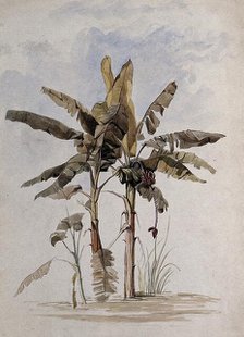 Two banana plants (Musa species), one with fruit, in Guyana, 1846. Creator: Edward Alfred Goodall.