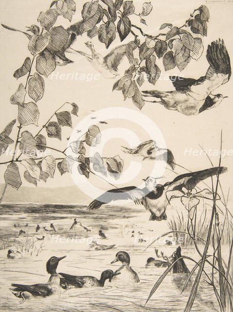 Vanneaux et Sarcelles, 1862. Creator: Felix Bracquemond.