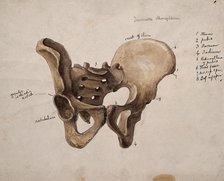 Pelvic bone, 1880. Creator: Jeannette Mongredien.