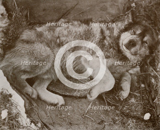 ''Stareek' Malingering', c1910–1913, (1913). Artist: Herbert Ponting.