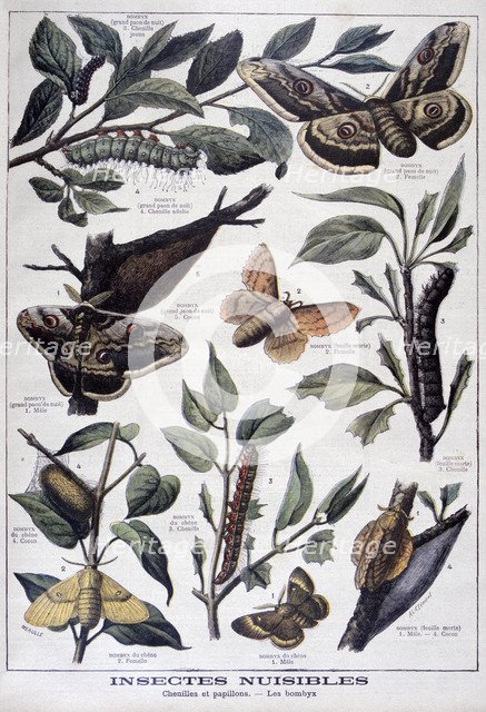 Harmful insects: caterpillars, butterflies and moths, 1897. Creator: F Meaulle.