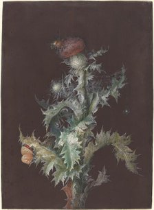 Thistle with Insects, c. 1755. Creator: Johann Christoph Dietzsch.