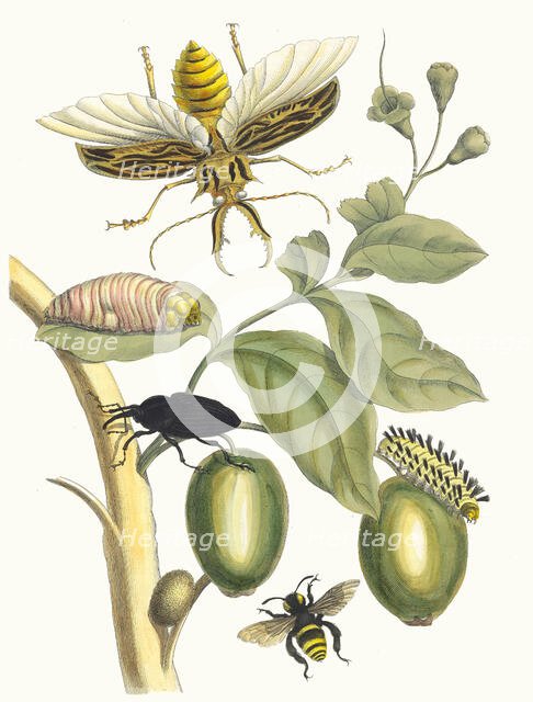 Tabrouba. From the Book Metamorphosis insectorum Surinamensium, 1705. Creator: Merian, Maria Sibylla (1647-1717).