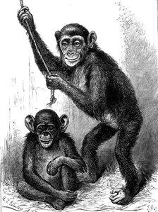 Chimpanzee and Koolokamba, at the Zoological Society's Gardens, 1883. Creator: Unknown.