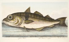 The Haddock, from A Treatise on Fish and Fish-ponds, pub. 1832 (hand coloured engraving)