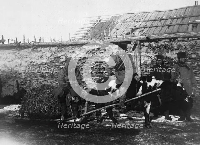 A bull drawn in a cart, 1890. Creator: Unknown.