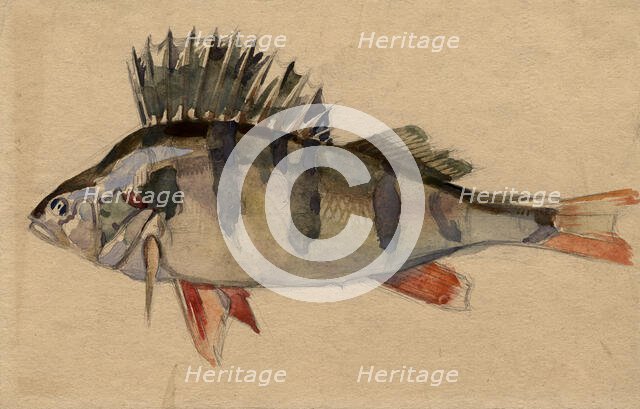 Perch, 1920. Creator: A. G. Vargin.