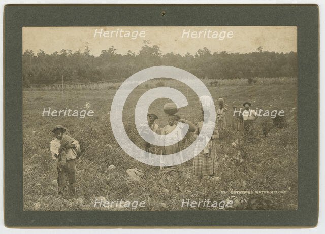 Gathering Watermelons, ca. 1895. Creator: A. W. Möller.