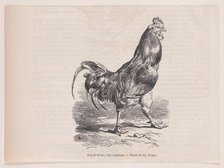 Coq de ferme; race commune.; from Magasin Pittoresque, ca. 1852. Creator: Charles Emile Jacque.