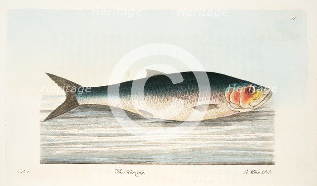 The Herring, from A Treatise on Fish and Fish-ponds, pub. 1832 (hand coloured engraving)