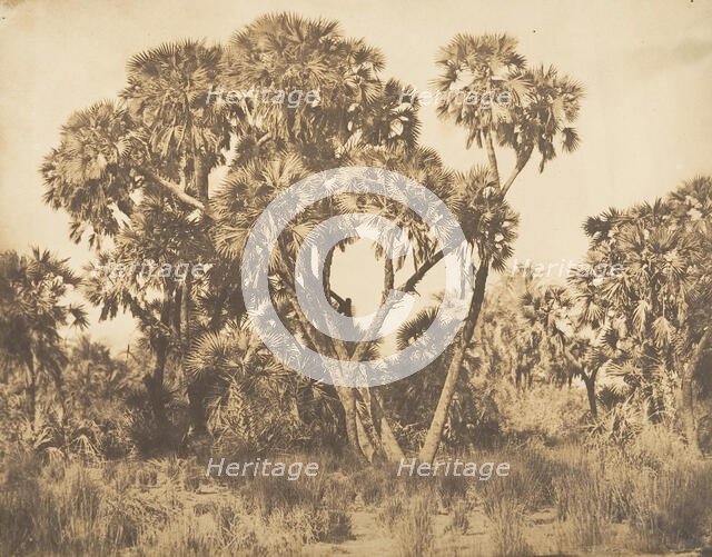 Palmiers Doums à Hamarneh, 1849-50. Creator: Maxime du Camp.