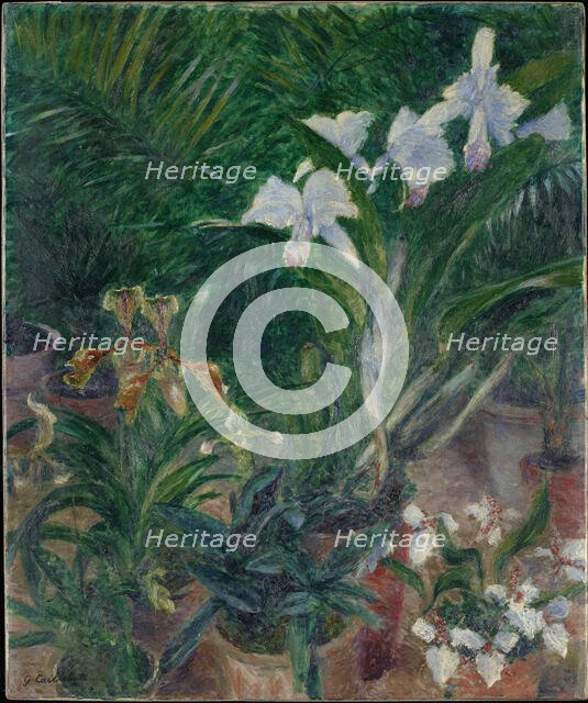 Orchidées dans la serre du Petit Gennevilliers, 1893. Creator: Caillebotte, Gustave (1848-1894).