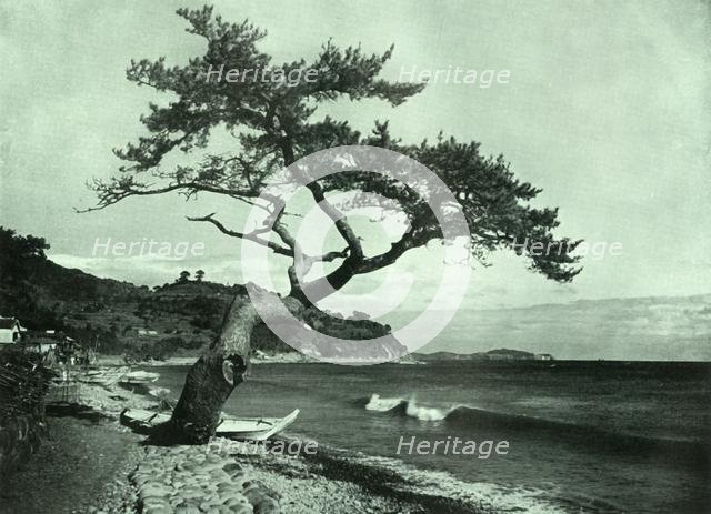 'The Tree and the Wave', 1910. Creator: Herbert Ponting.