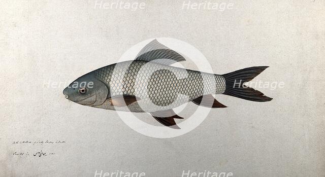 Fish, 1783. Creator: Bhawani Das.
